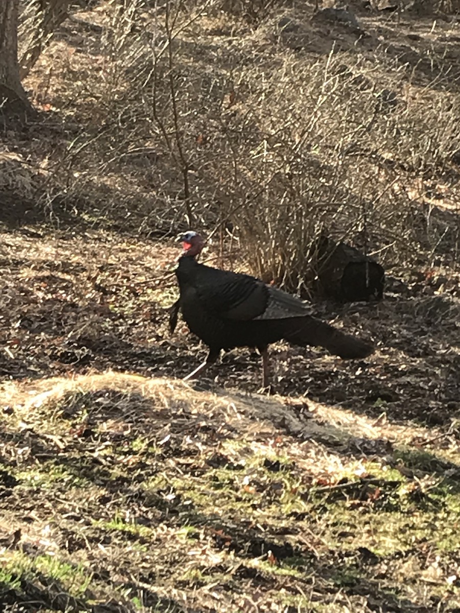 Wild Turkey - ML254775271