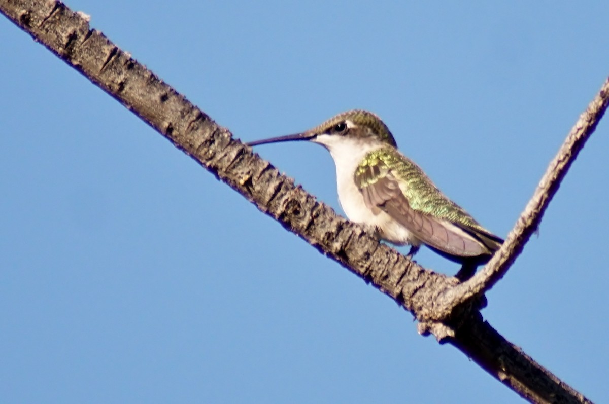 Black-chinned Hummingbird - ML254776621