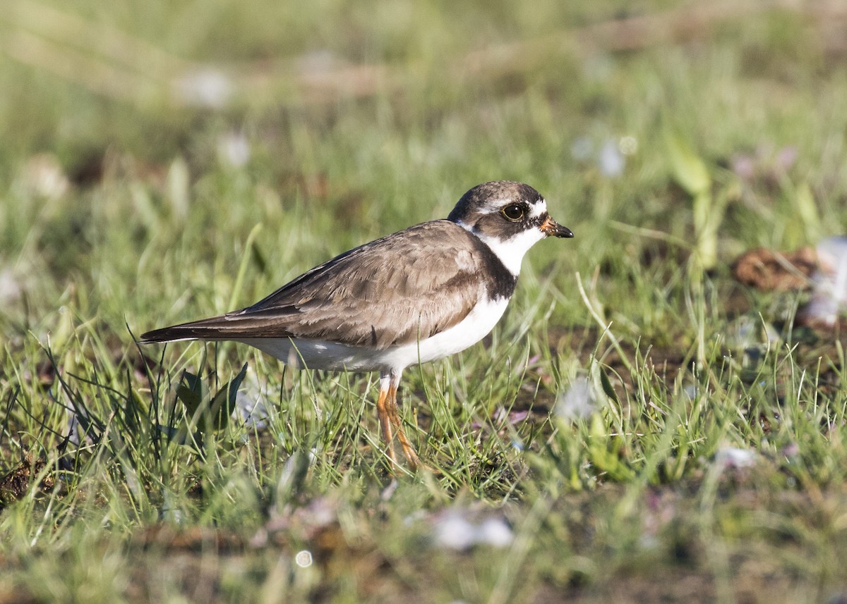 Semipalmated Plover - ML254776841