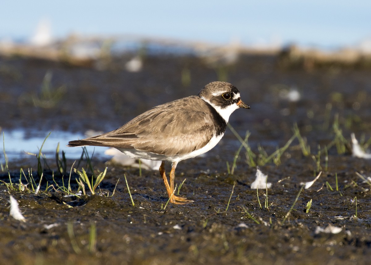 Semipalmated Plover - ML254776871