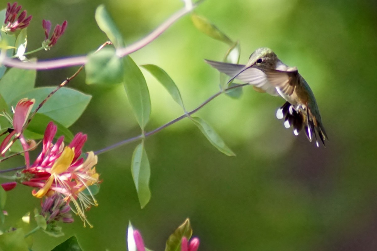 Broad-tailed Hummingbird - ML254778191