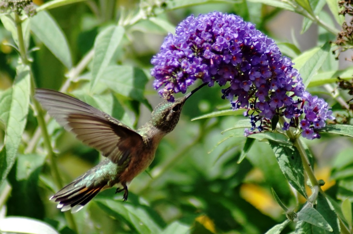Broad-tailed Hummingbird - ML254778201