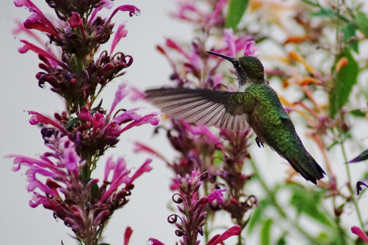 Broad-tailed Hummingbird - ML254778211