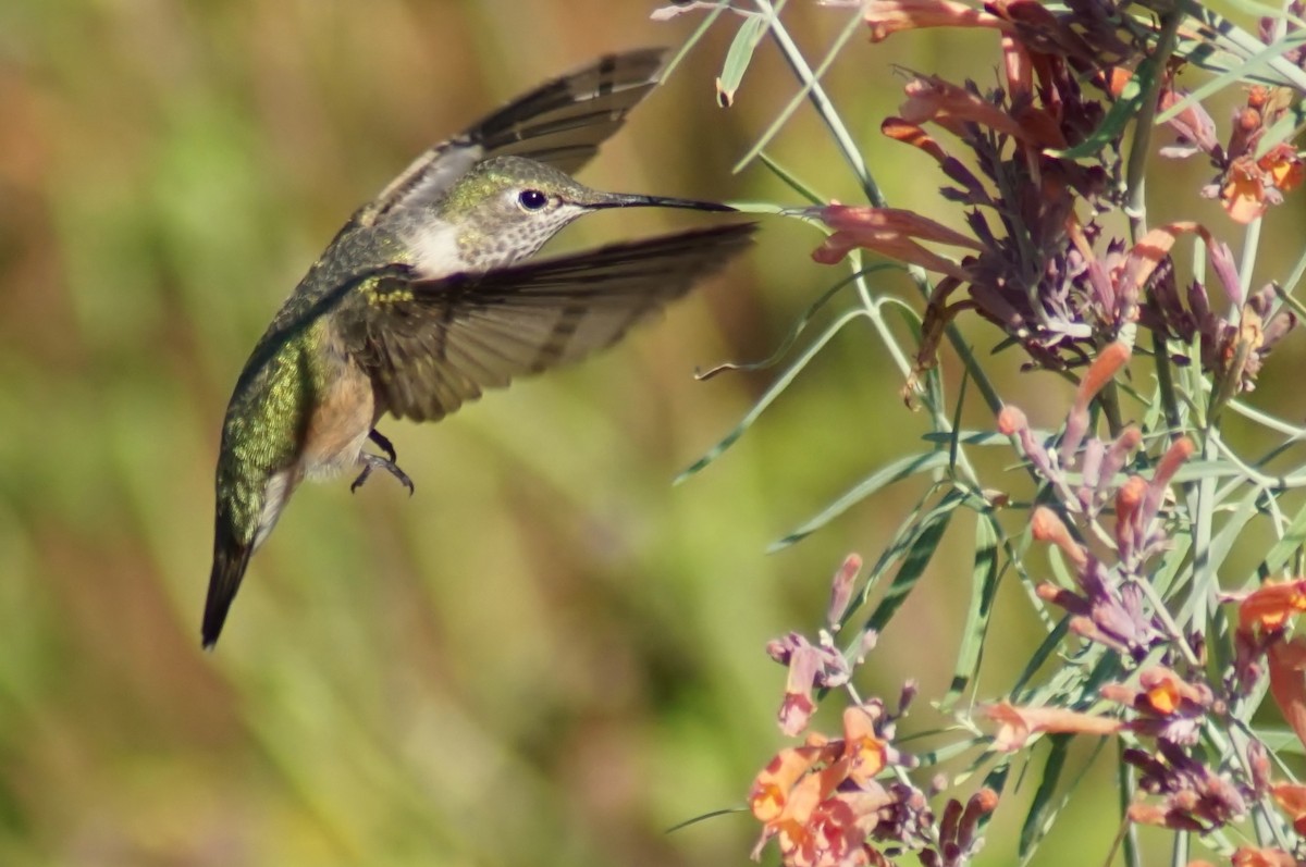 Rufous Hummingbird - ML254779061