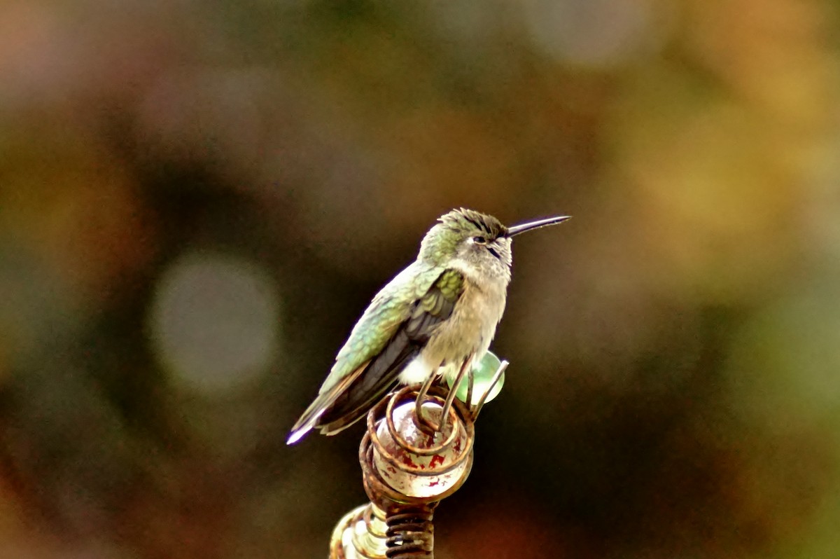 Rufous Hummingbird - ML254779081