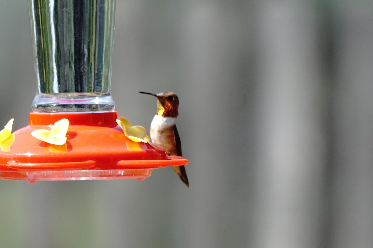 Rufous Hummingbird - Marie Smith