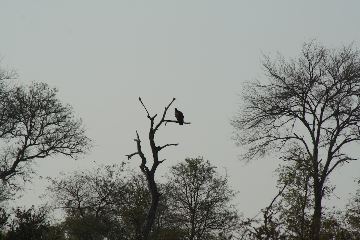 Hooded Vulture - ML254781231