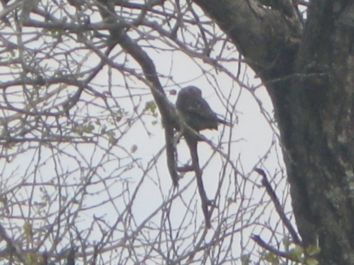 Pearl-spotted Owlet - ML254781291