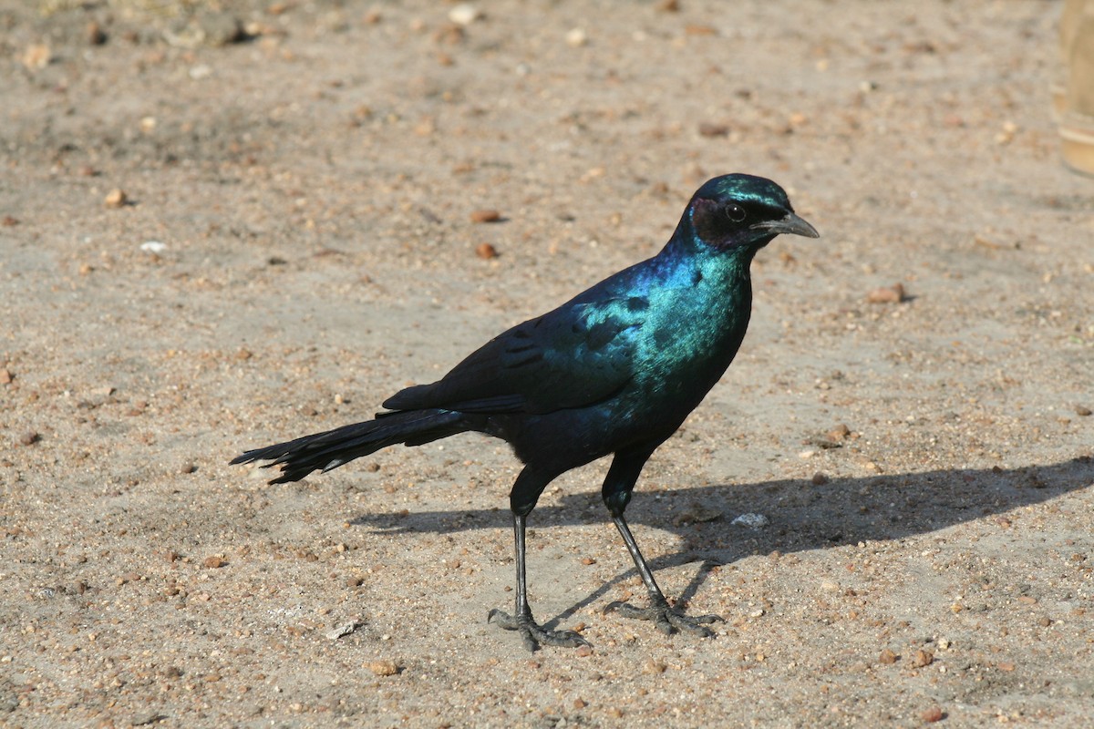 Burchell's Starling - Aidan Powell