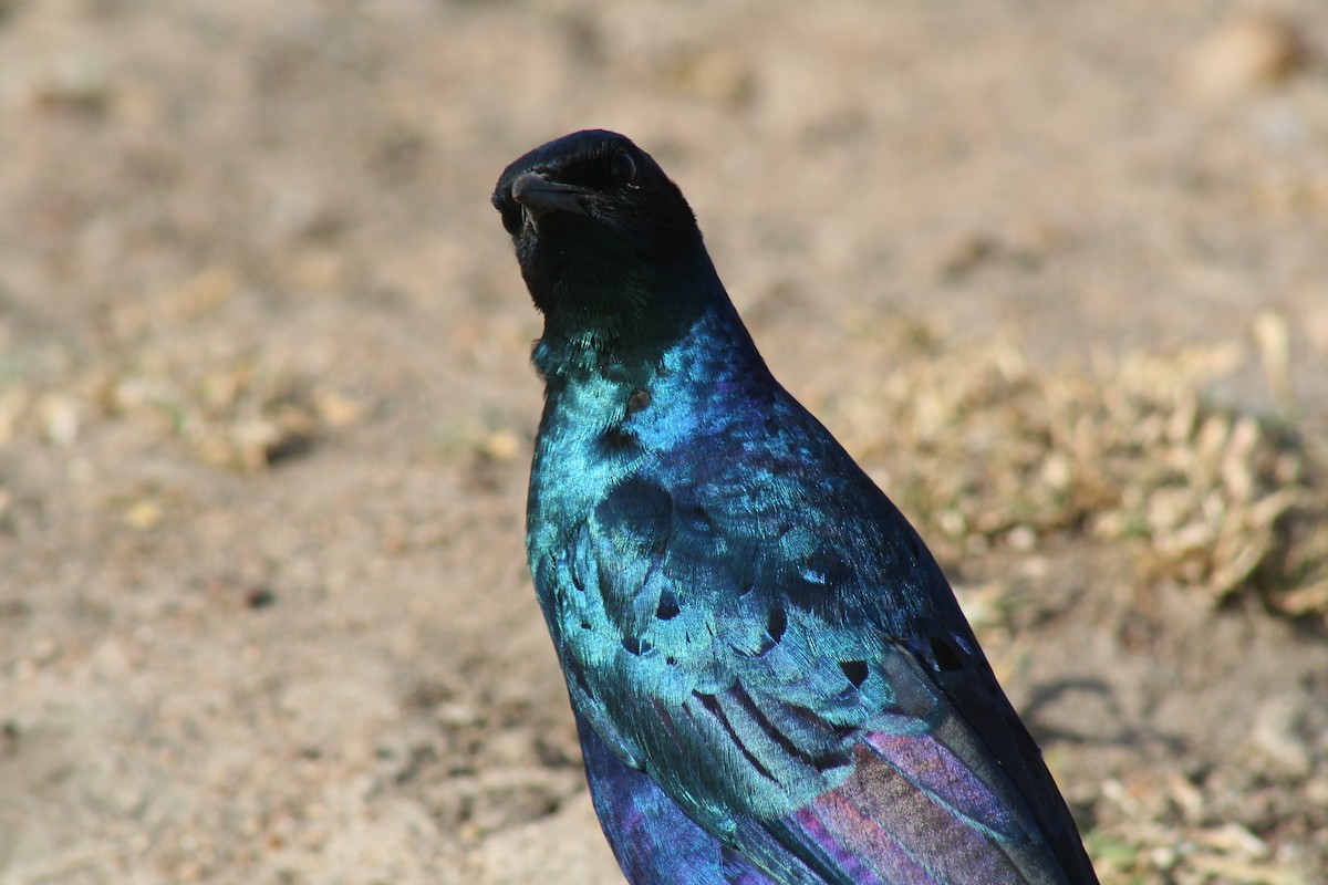 Burchell's Starling - Aidan Powell