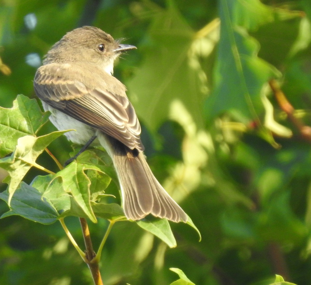 Eastern Wood-Pewee - Mary  McMahon