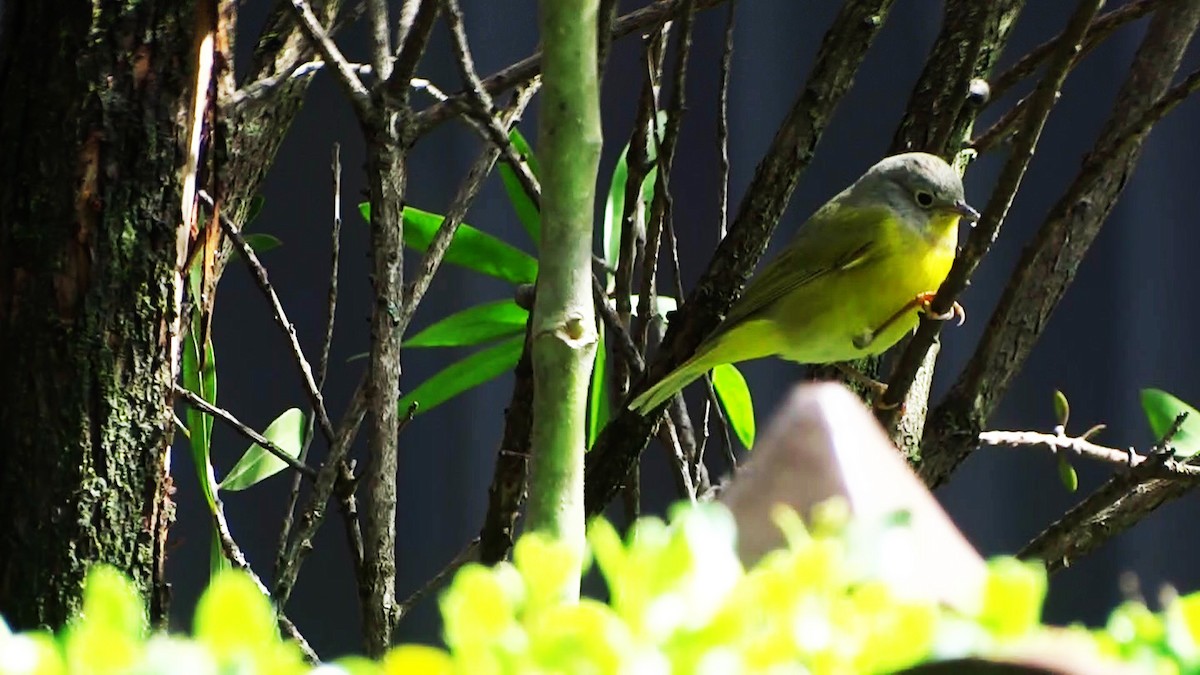 Nashville Warbler - ML254784781