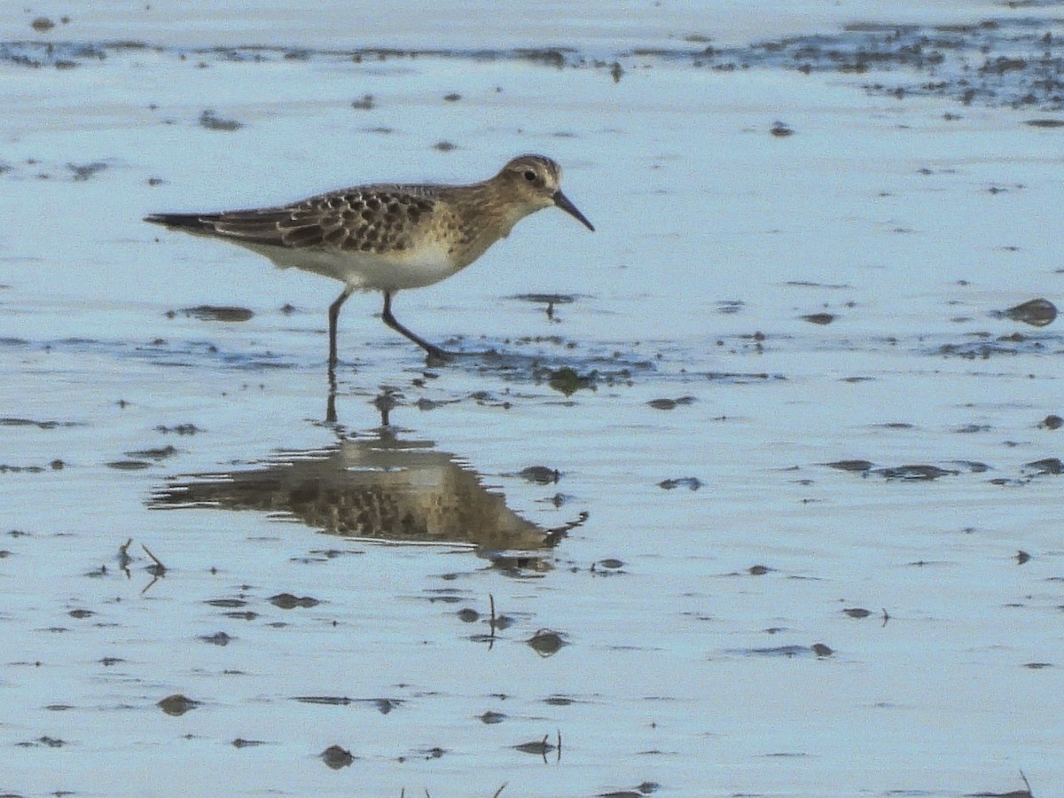 gulbrystsnipe - ML254785921