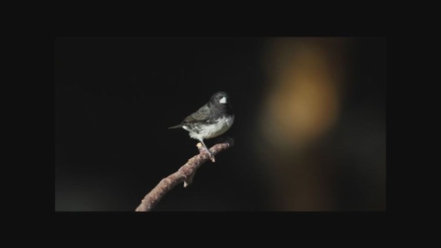 Dubois's Seedeater - ML254787461