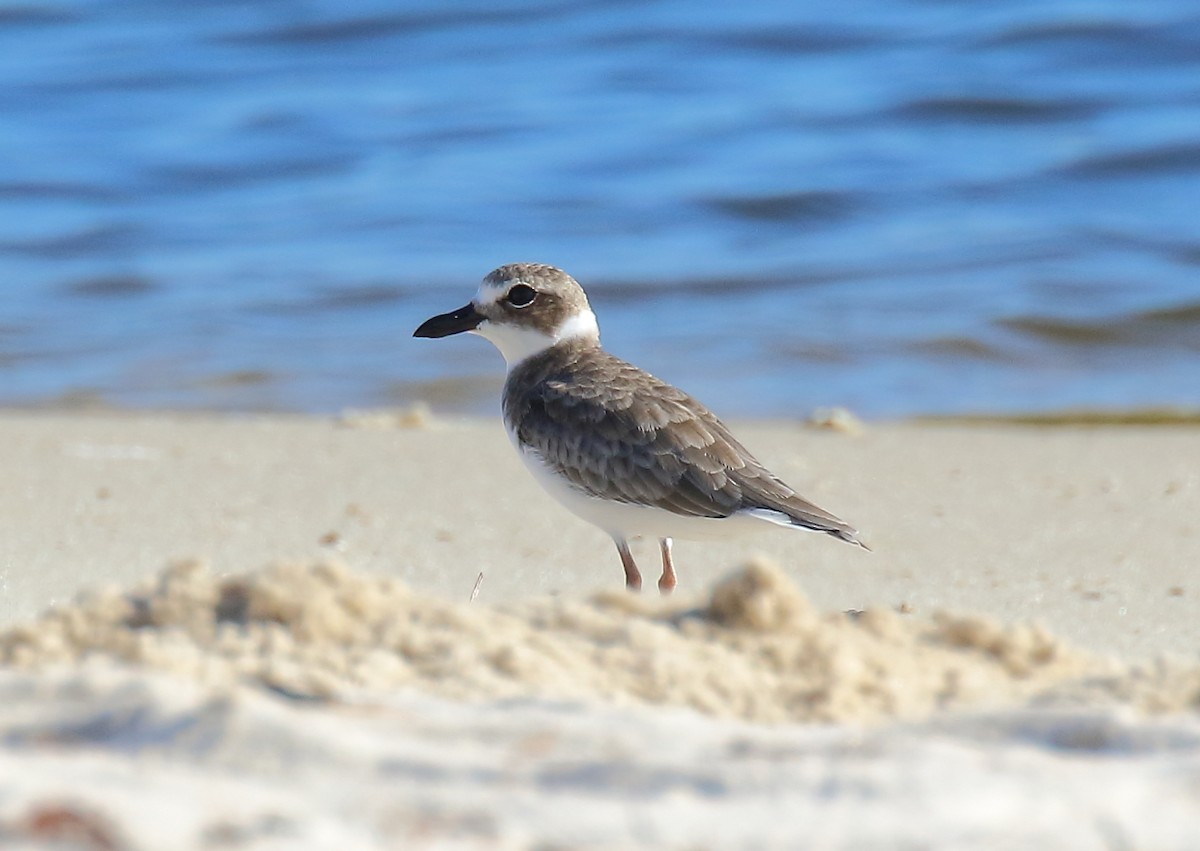 Wilson's Plover - Doug Beach