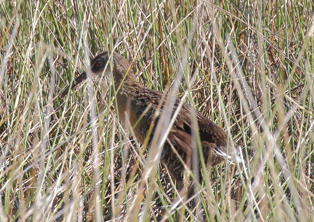 eBird Checklist - 10 Aug 2020 - Bald Point SP - 24 species (+1 other taxa)