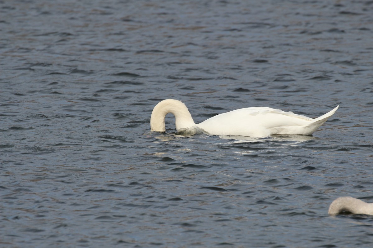 Cygne tuberculé - ML25478881