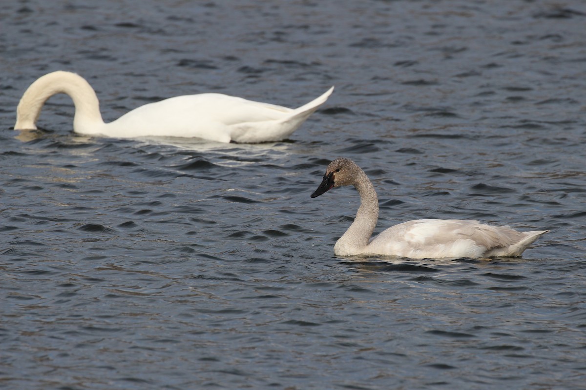 Tundra Swan - ML25478941