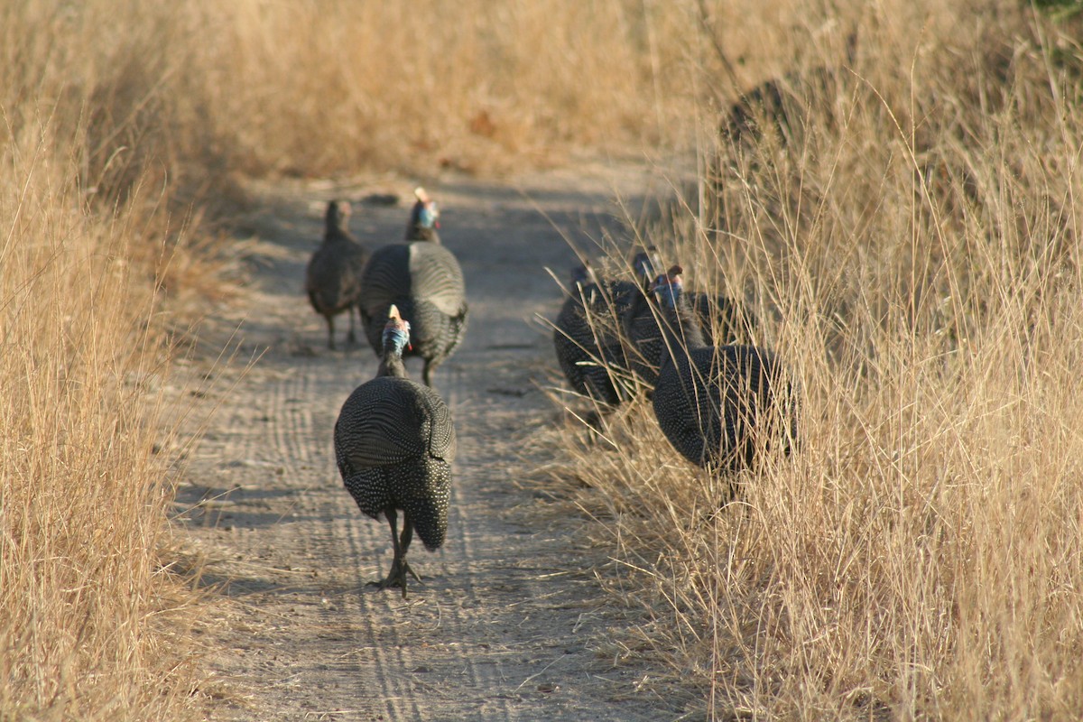 Helmeted Guineafowl - ML254792041