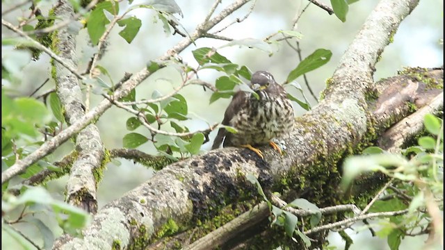 Large Hawk-Cuckoo - ML254792161