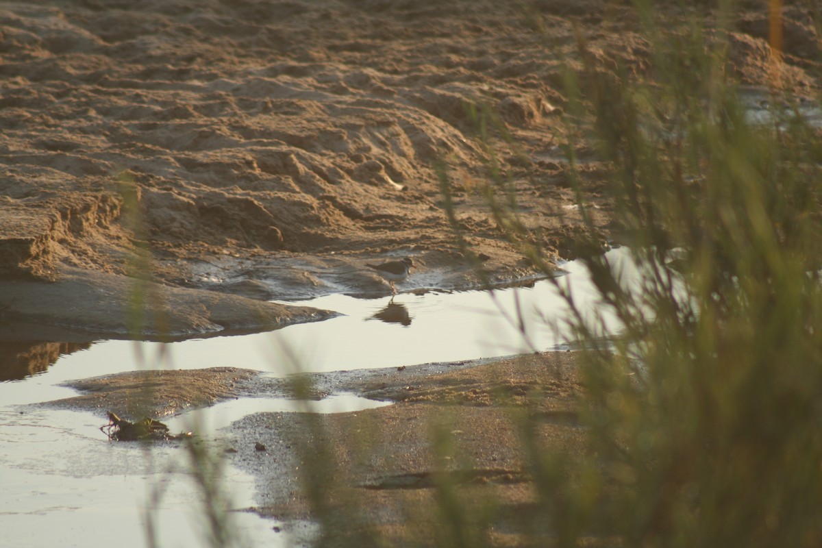 Three-banded Plover - ML254792581