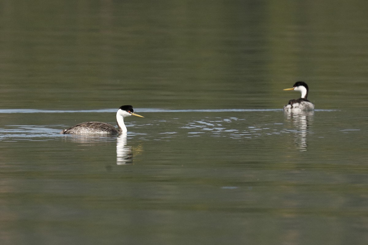 Western Grebe - ML254793391