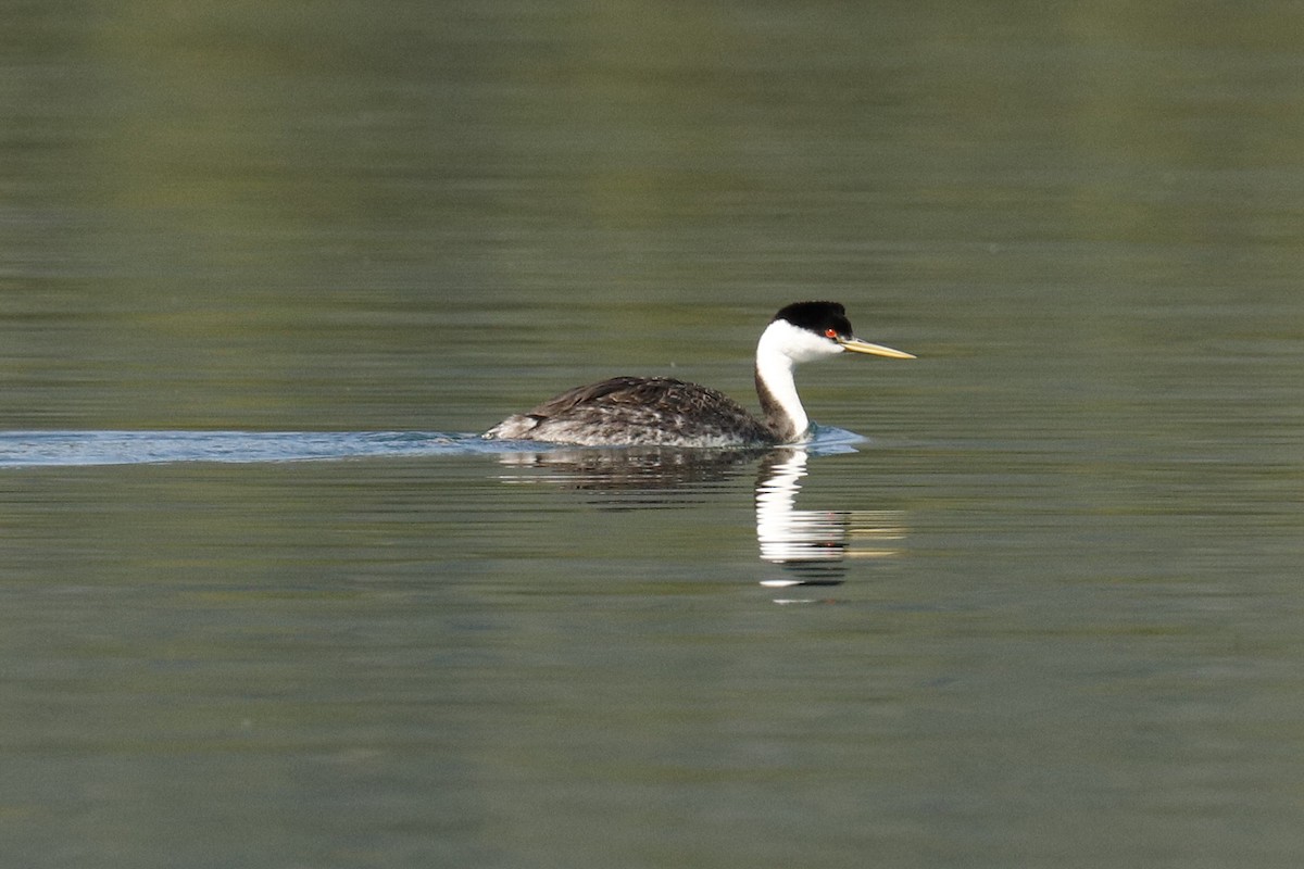 Western Grebe - ML254793401