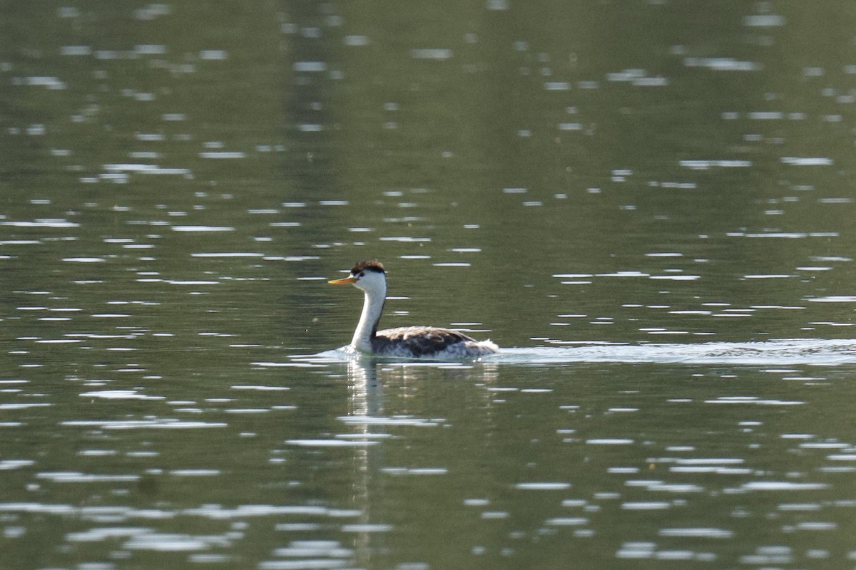 Clark's Grebe - ML254793601