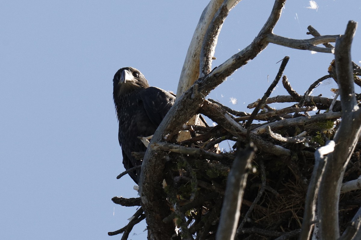 Bald Eagle - ML254793611
