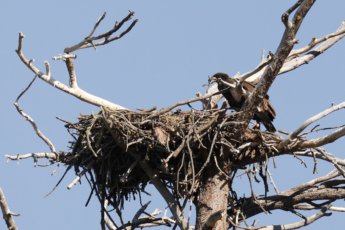 Bald Eagle - ML254793631