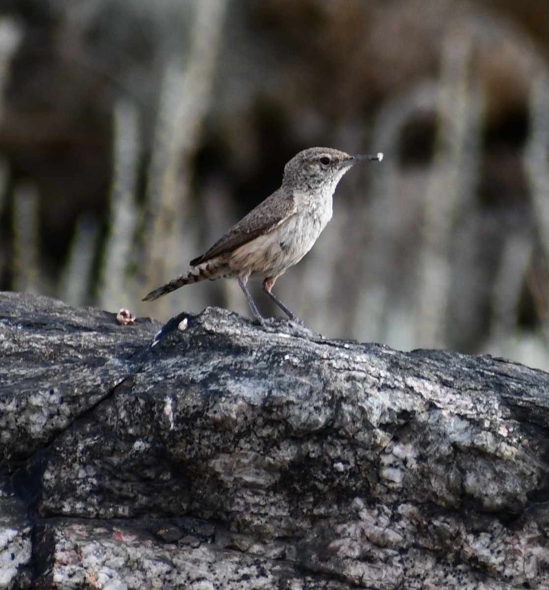 Rock Wren - Arlene Hamburg