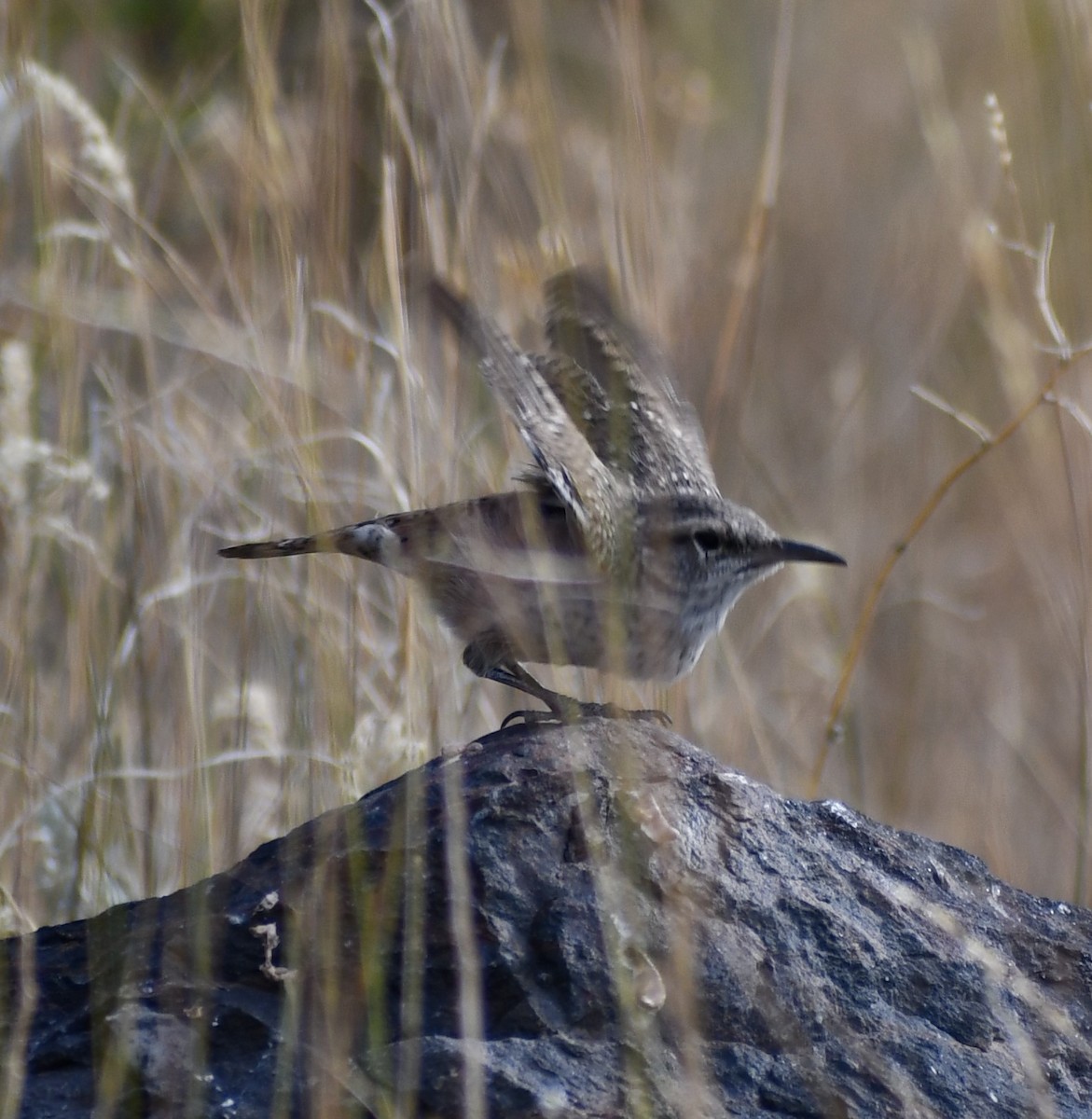 Rock Wren - ML254794631