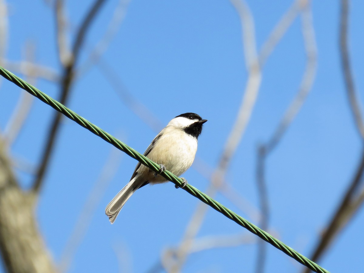 Carolina Chickadee - ML25479501