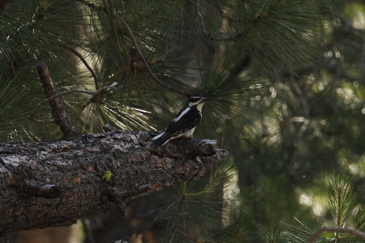 Hairy Woodpecker - ML254795061