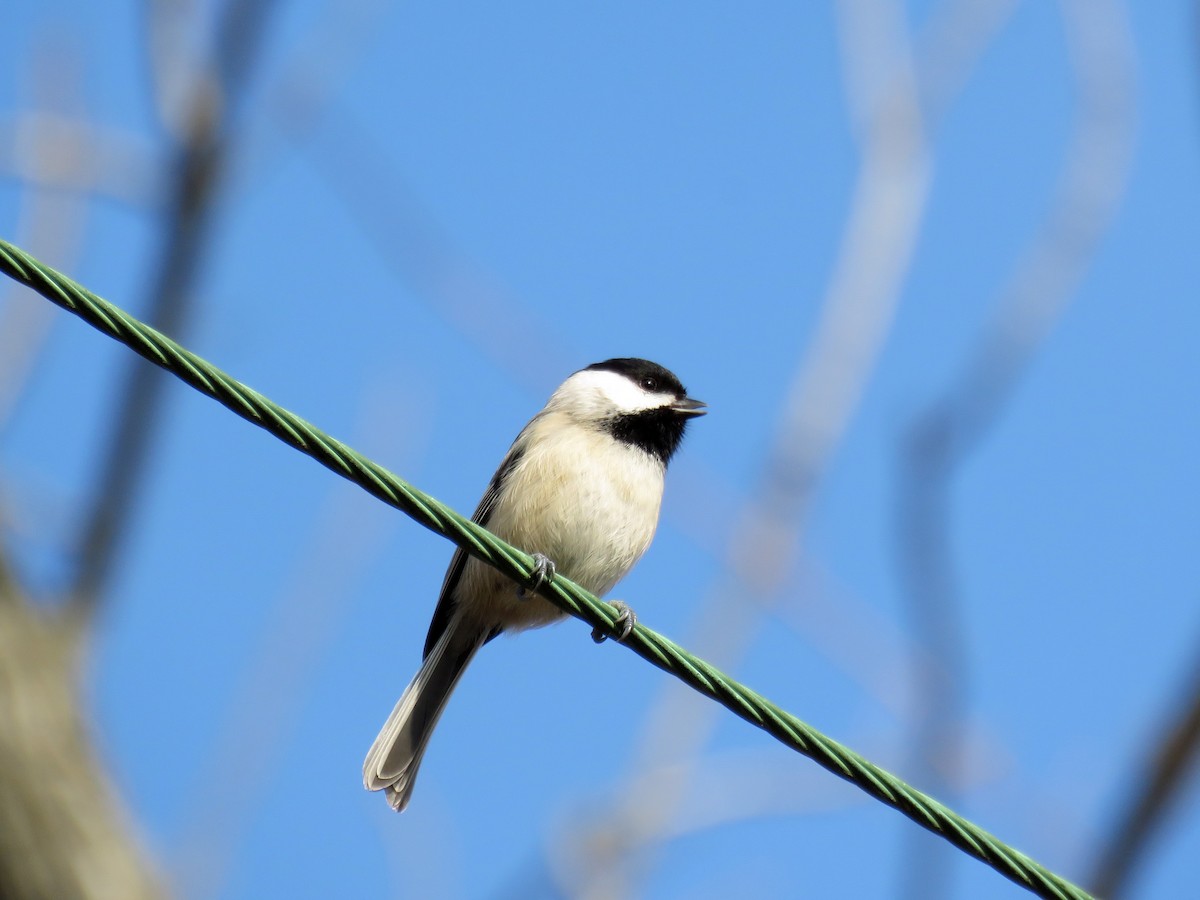 Carolina Chickadee - ML25479521