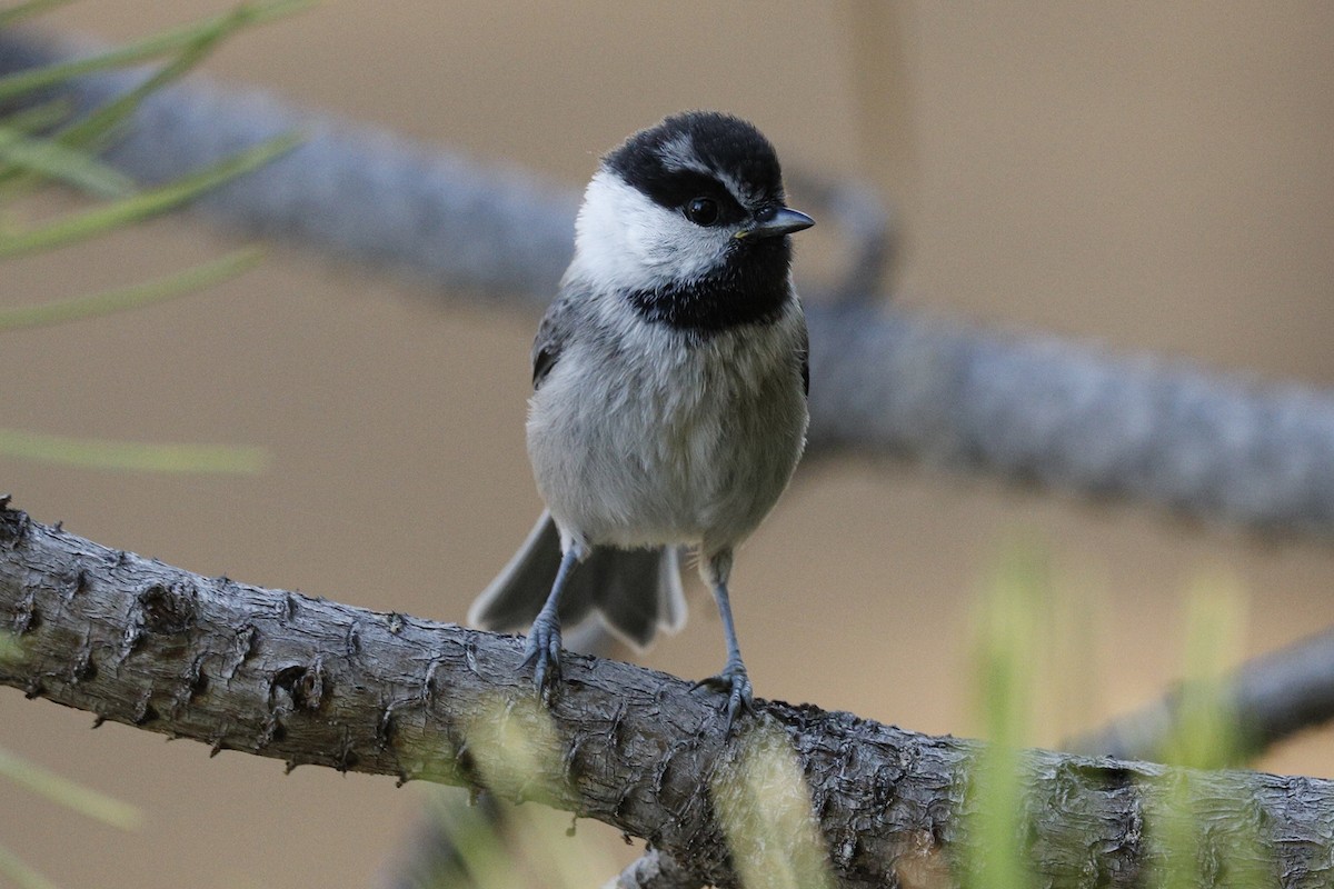 Mountain Chickadee - ML254795271