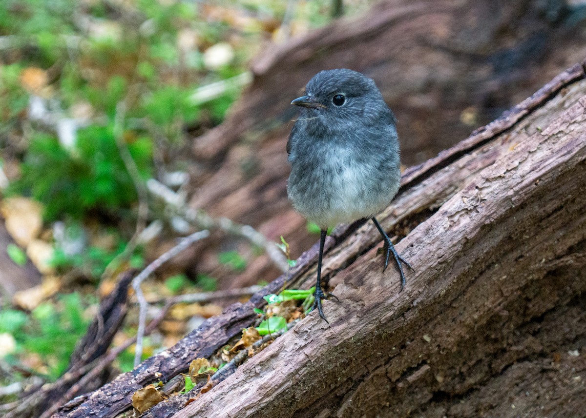 South Island Robin - ML254796331