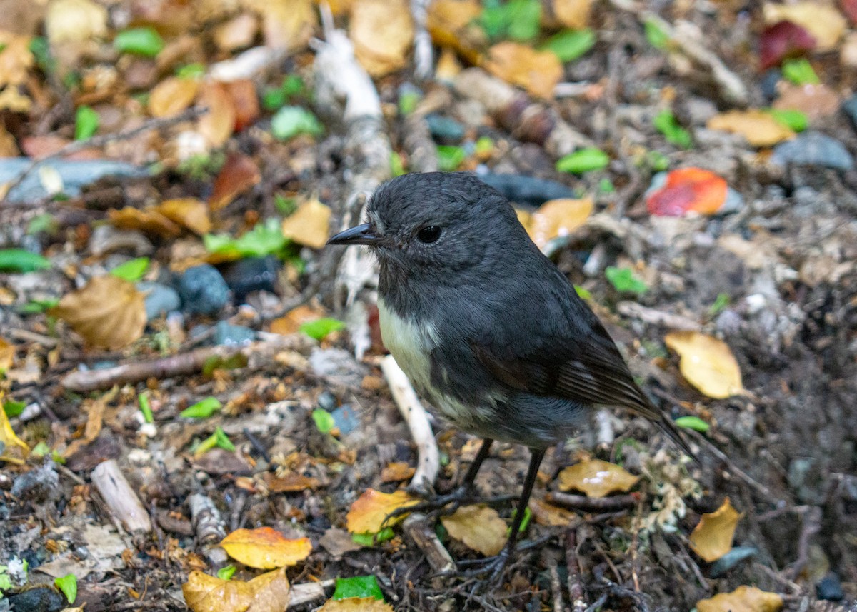 South Island Robin - ML254796341