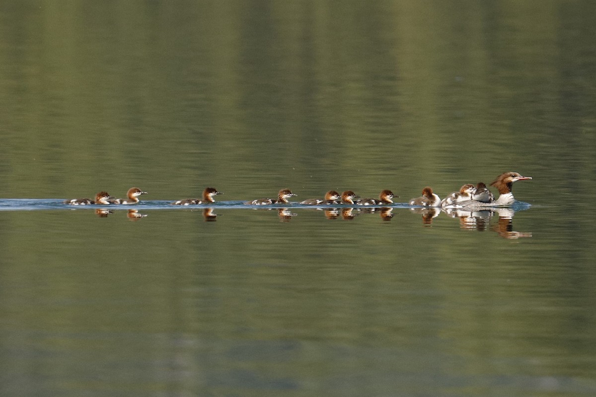 Хумхин бохио - ML254796611