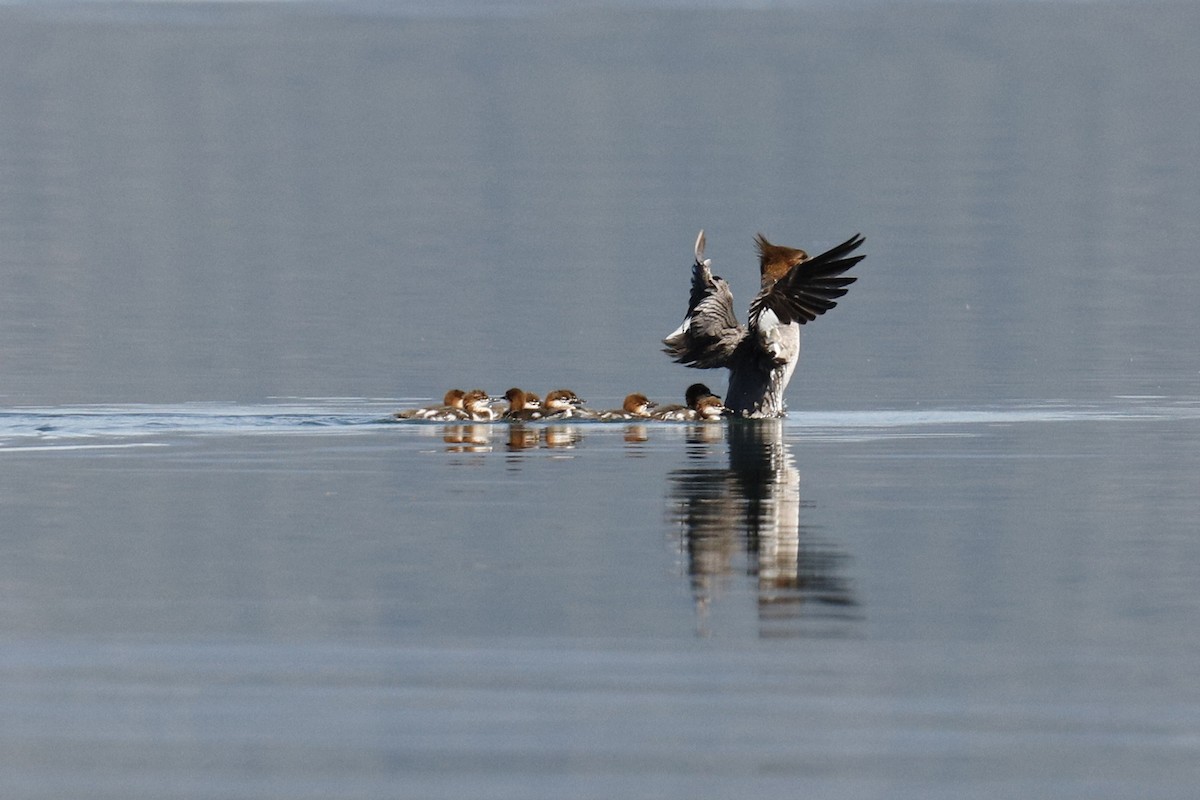 Хумхин бохио - ML254796691