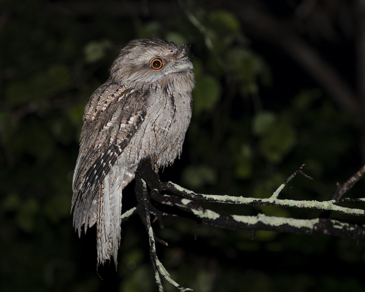 Tawny Frogmouth - ML254797041