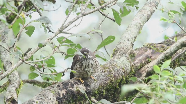 Large Hawk-Cuckoo - ML254797071