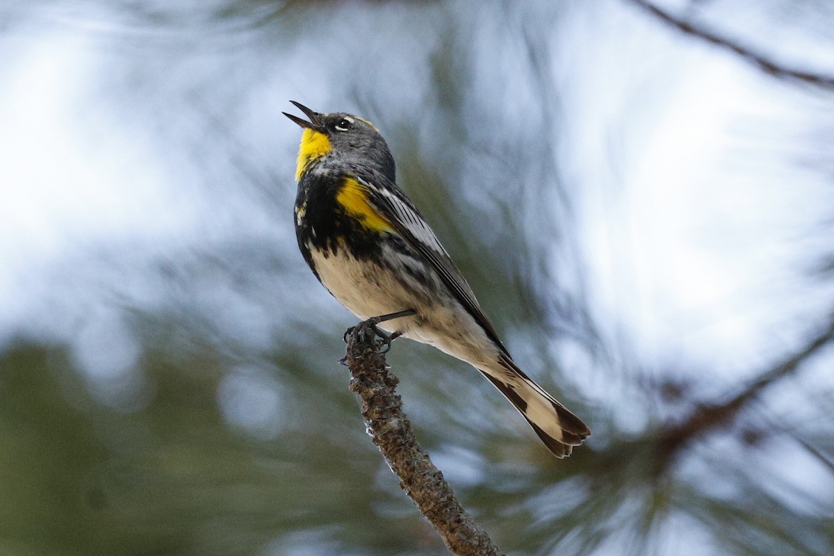 Yellow-rumped Warbler (Audubon's) - ML254797131