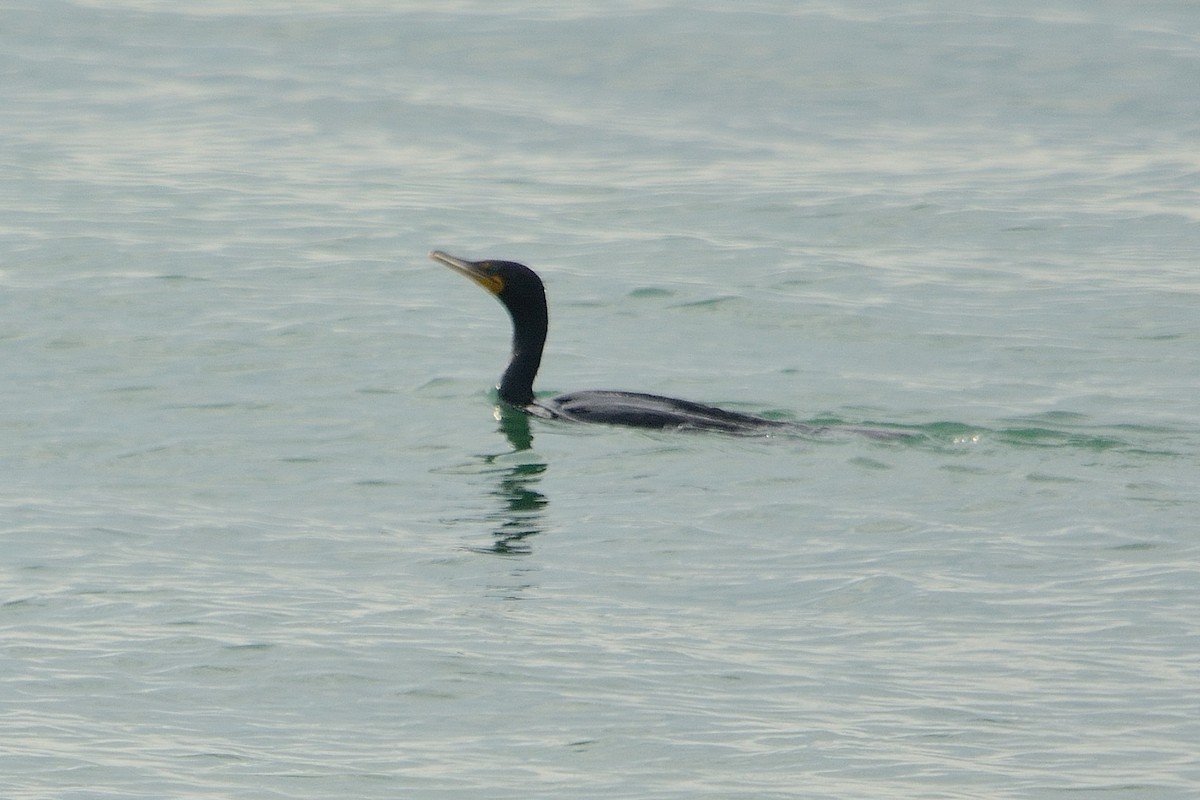 Double-crested Cormorant - ML254798201