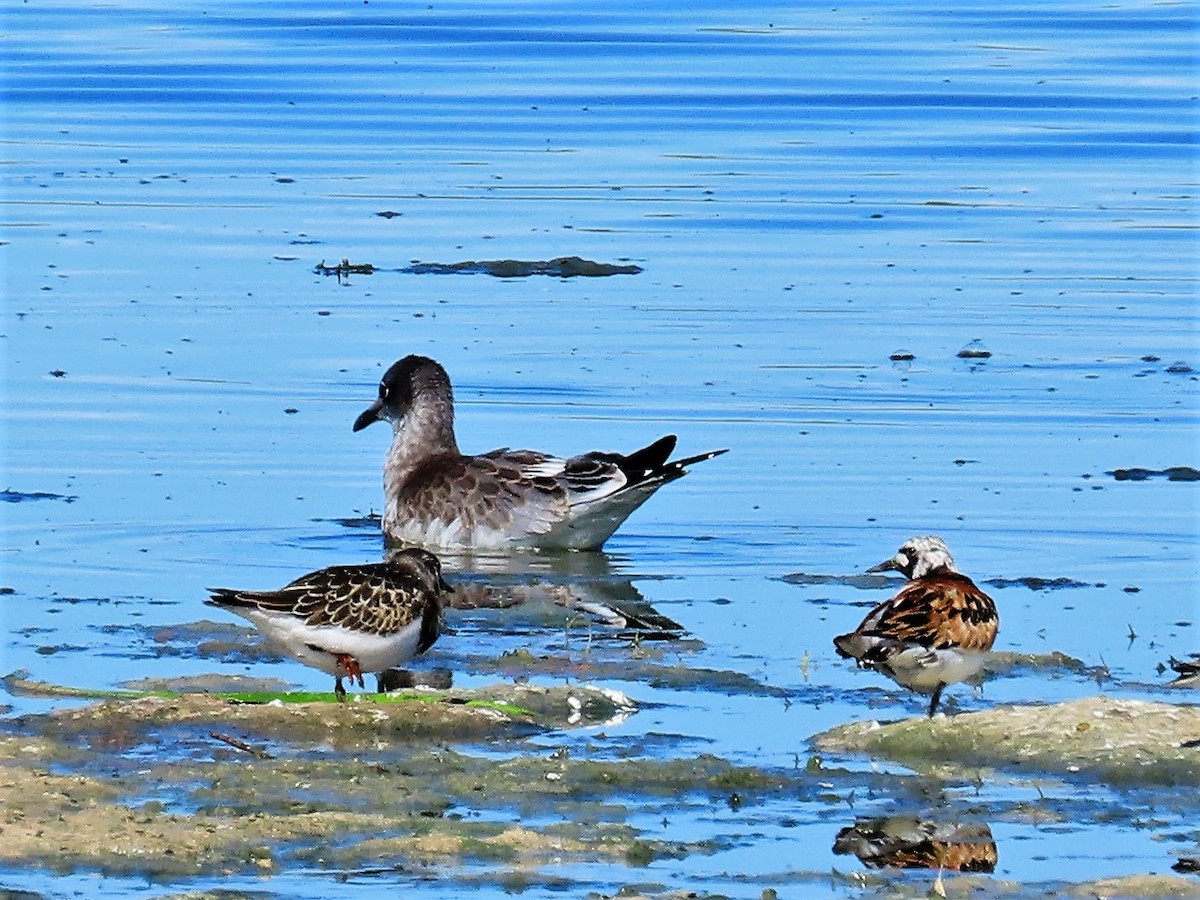 Ruddy Turnstone - Janet Gill