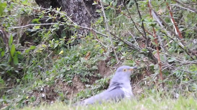 Gray Bushchat - ML254798691