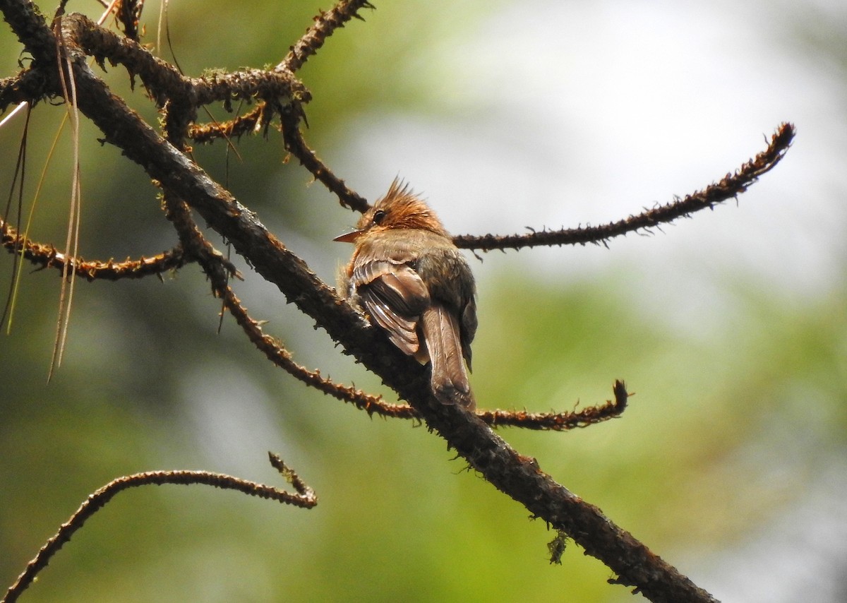 Tufted Flycatcher - ML254799161