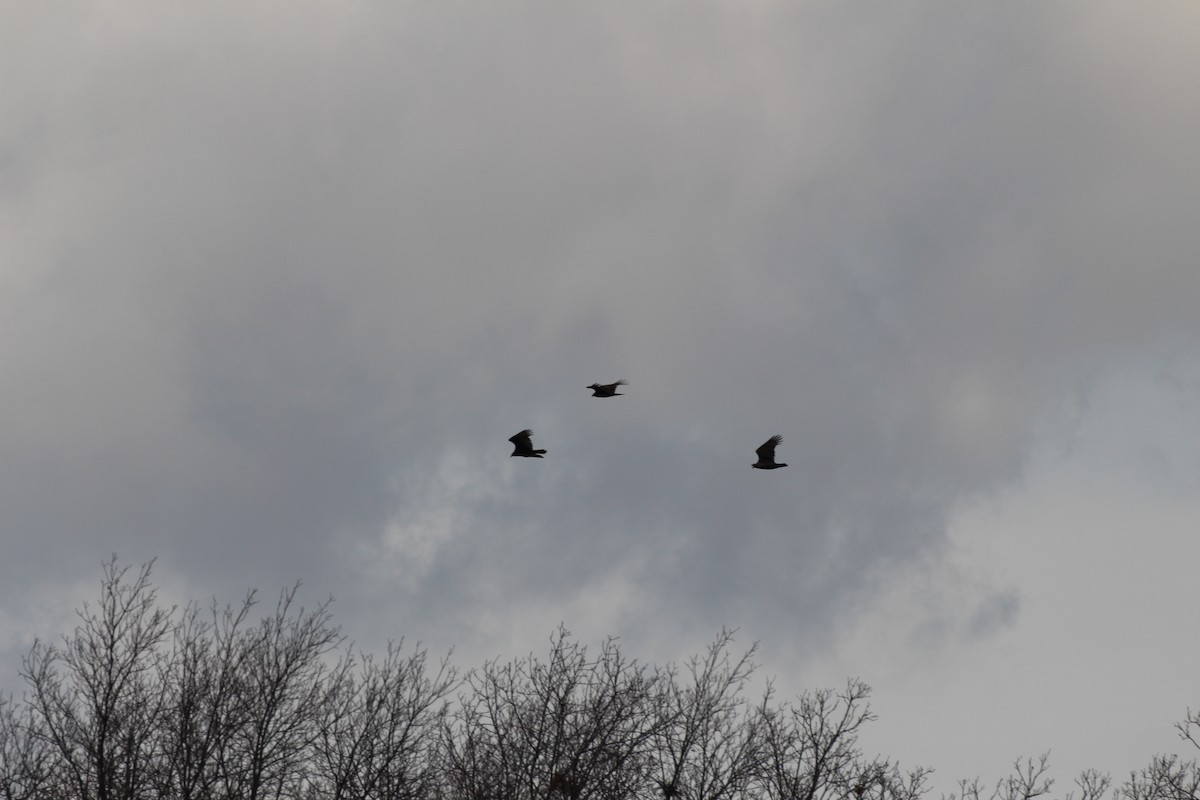 Turkey Vulture - ML25480111