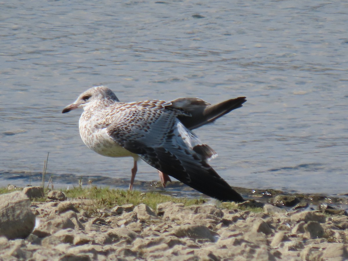 Ring-billed Gull - ML254804191