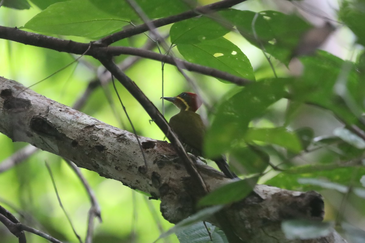 Golden-green Woodpecker (Bar-throated) - ML254805611